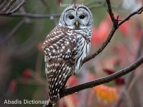 barred owl